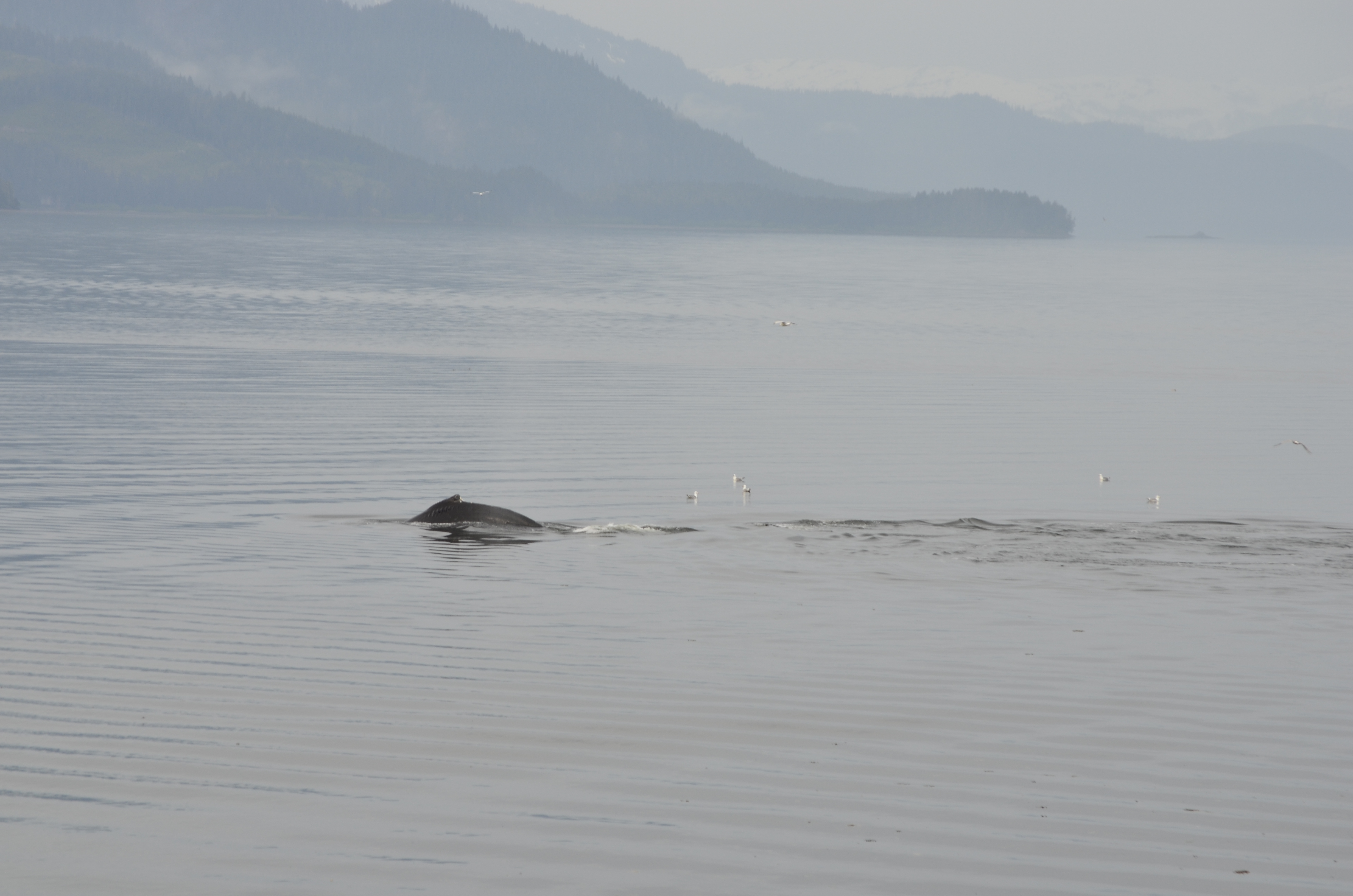 ./2017/08 - Alaska Cruise/10 - Icy Strait Point/DSC_0223.JPG
